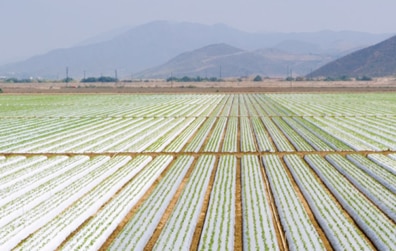 Crop cultivation research advancement with HP Z Workstation